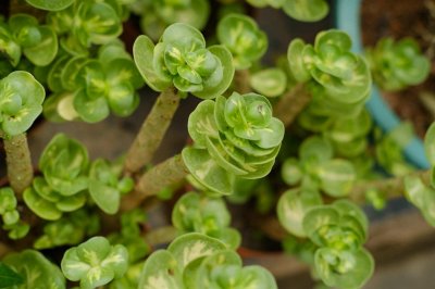 ​金钱木如何多爆侧芽