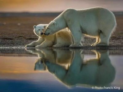 ​北极熊冬眠吗(北极熊的皮肤是什么颜色)