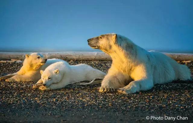 北极熊冬眠吗(北极熊的皮肤是什么颜色)