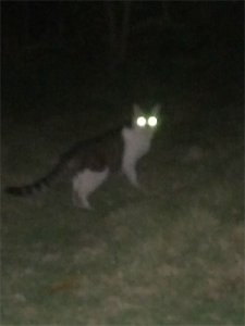 ​一只死去的猫，灵魂游走回到主人身边！