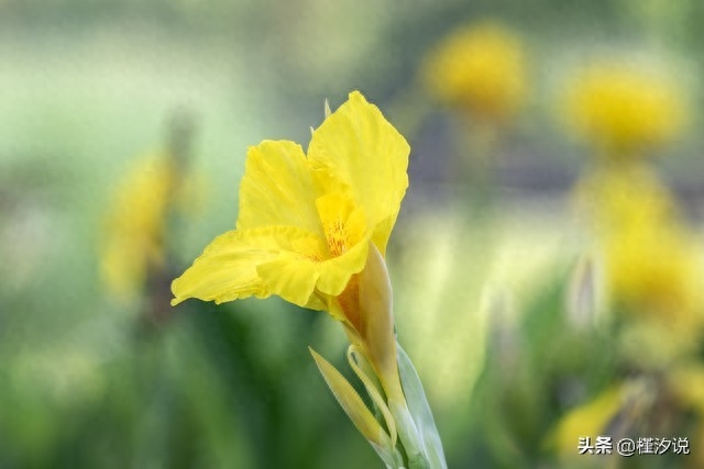 美人蕉的花语和象征意义(美人蕉的花语是什么)