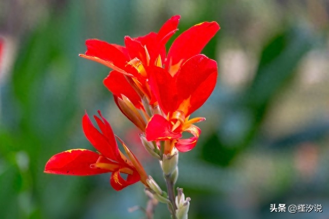 美人蕉的花语和象征意义(美人蕉的花语是什么)