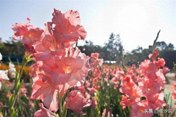 美人蕉的花语和象征意义(美人蕉的花语是什么)