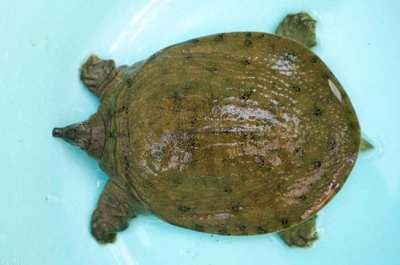 ​甲鱼能活多久(家里怎样养甲鱼)