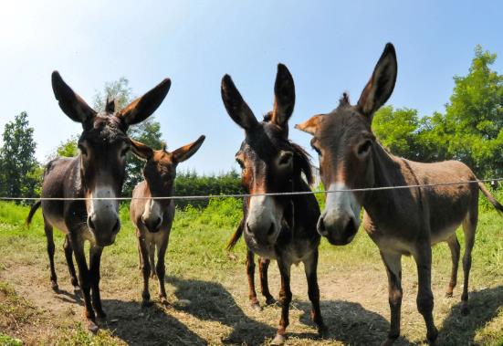 驴是怎么交流配的(驴交配全过程)