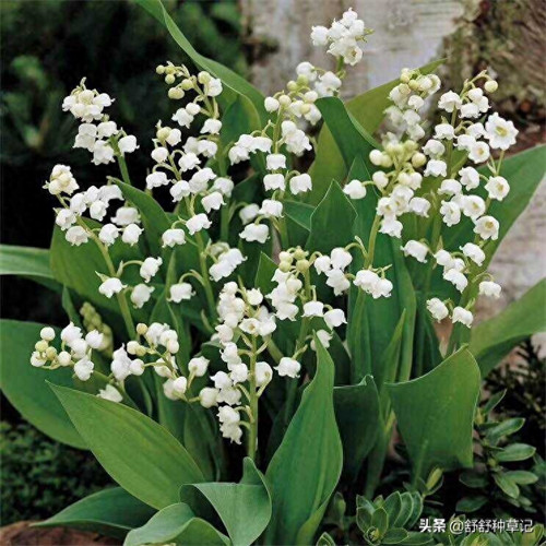 铃兰花根怎么种植方法图解(网购的铃兰根须怎么种)