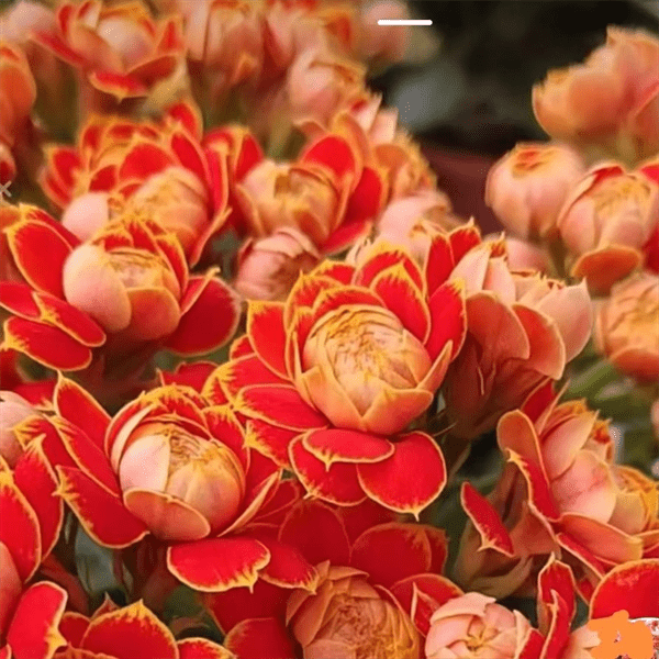 金狐狸长寿花的养殖方法和注意事项