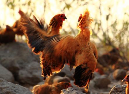 鬼会保护哪些生肖(十二生肖的守护神分别是什么？)