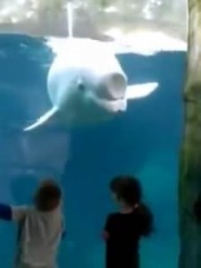 ​白鲸“吓唬小孩”背后的痛苦真相，它其实让孩子走开嫌他们烦