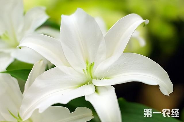 我送你的玫瑰花你接受吗（你的花送对了吗）(3)