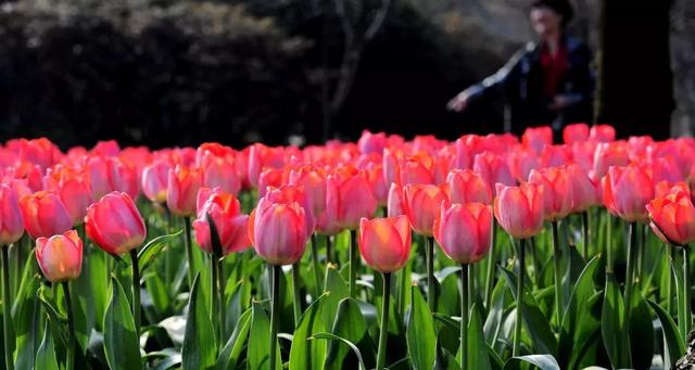 我送你的玫瑰花你接受吗（你的花送对了吗）(4)