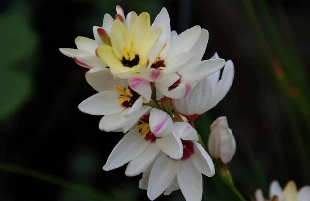 我送你的玫瑰花你接受吗（你的花送对了吗）(2)