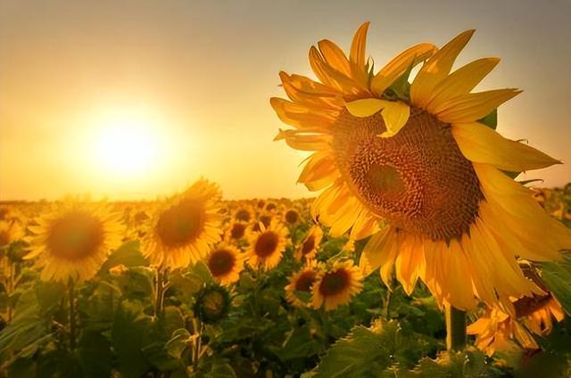 我送你的玫瑰花你接受吗（你的花送对了吗）(7)