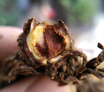 ​合理治疗草莓炭疽病（防治草莓炭疽病不再难）