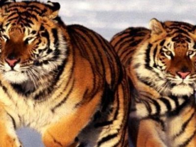 ​虎年最旺的四个属相（2025虎年这四个生肖运势最佳）