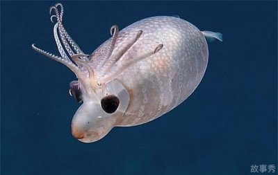 ​像小猪一样的鱿鱼 小猪鱿鱼比较可爱(能够发光)