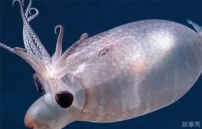 网络图片(侵删)