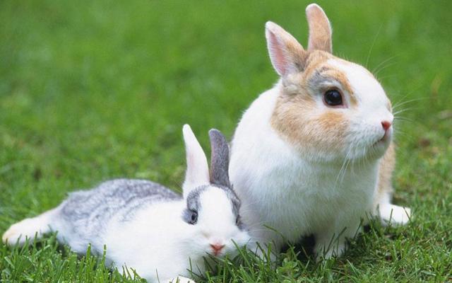 獭兔养殖技术和方法(商品獭兔的育肥5个措施)(1)