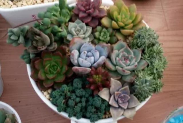 朋友带我玩多肉拼盘，简单3步，美出天际
