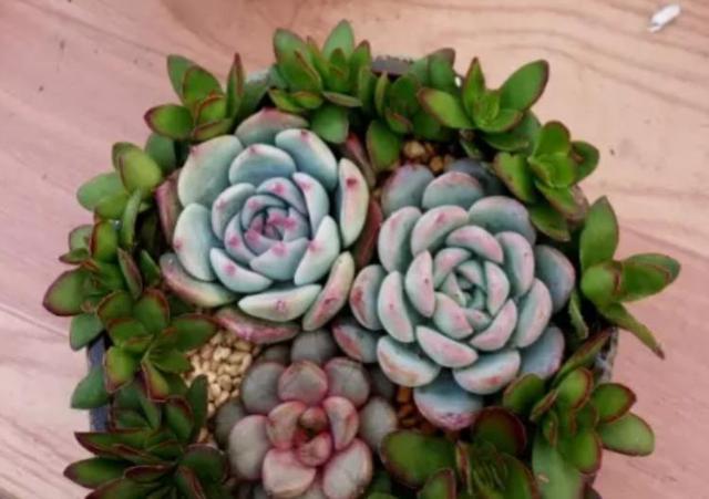 朋友带我玩多肉拼盘，简单3步，美出天际