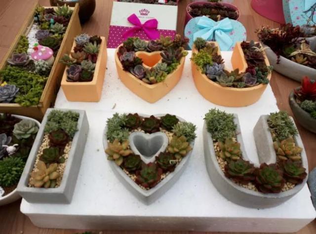 朋友带我玩多肉拼盘，简单3步，美出天际