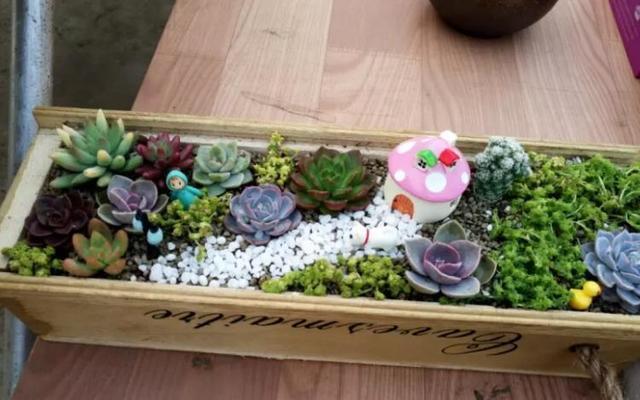 朋友带我玩多肉拼盘，简单3步，美出天际