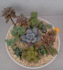 ​朋友带我玩多肉拼盘，简单3步，美出天际