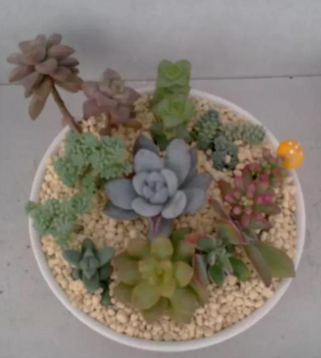朋友带我玩多肉拼盘，简单3步，美出天际