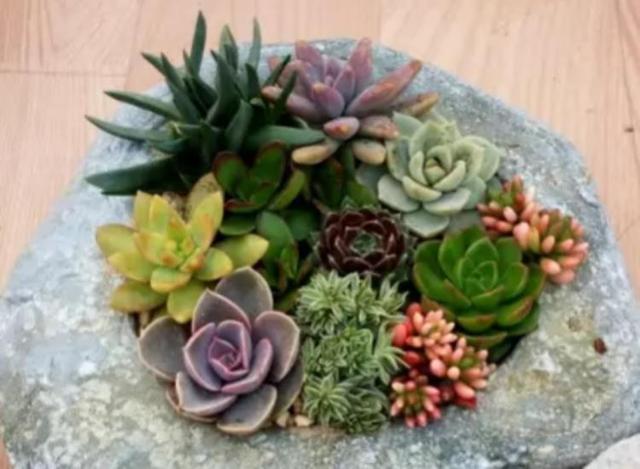 朋友带我玩多肉拼盘，简单3步，美出天际