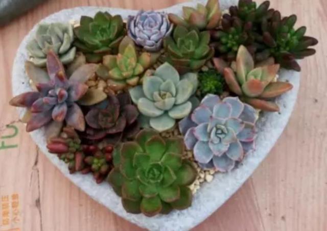 朋友带我玩多肉拼盘，简单3步，美出天际