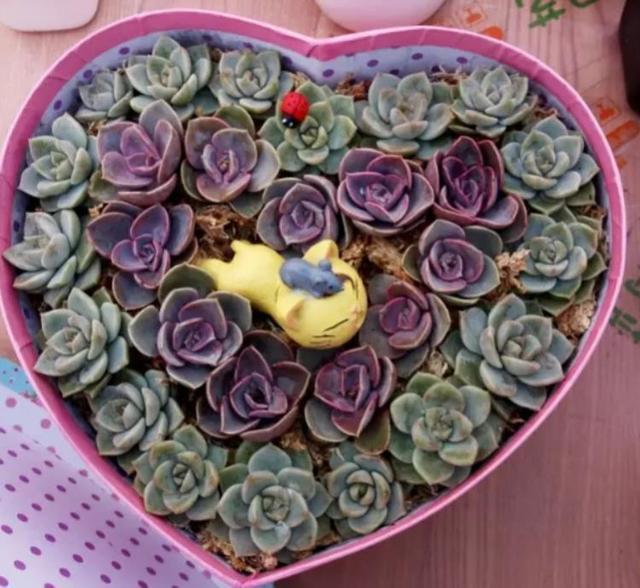 朋友带我玩多肉拼盘，简单3步，美出天际