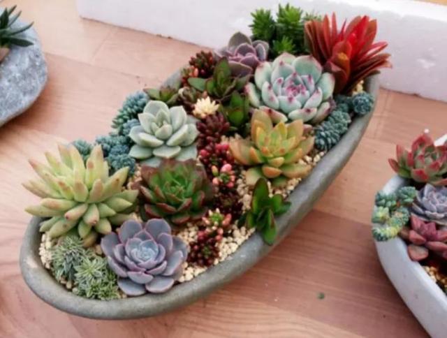 朋友带我玩多肉拼盘，简单3步，美出天际