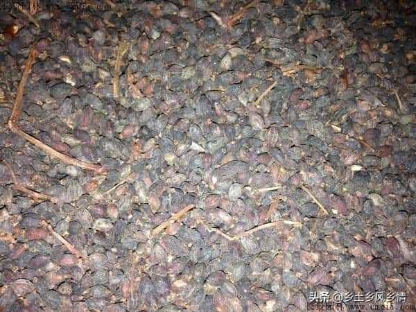 冬青扦插技术(冬青扦插生根最快方法)