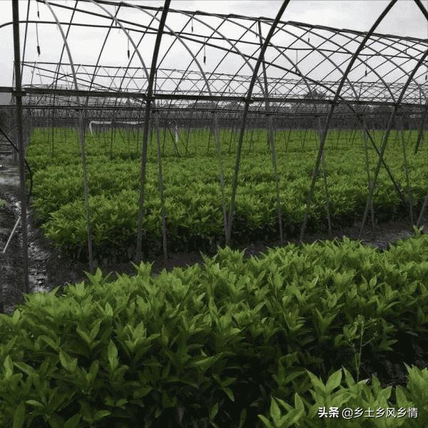 冬青扦插技术(冬青扦插生根最快方法)