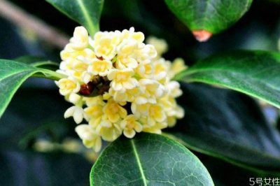 ​桂花的花语是什么呢 桂花的生长环境是怎么样的呢