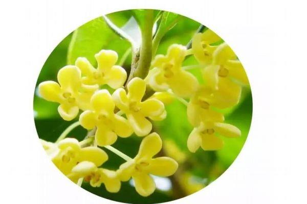 桂花的花语是什么呢 桂花的生长环境是怎么样的呢 桂花的花语是什么呢 桂花的生长环境是怎么样的呢