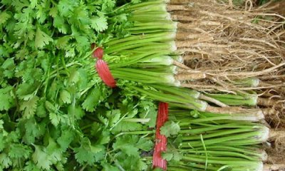 ​香菜的食用方法，不炒不凉拌，加勺酱油，简单一做，比吃肉过瘾