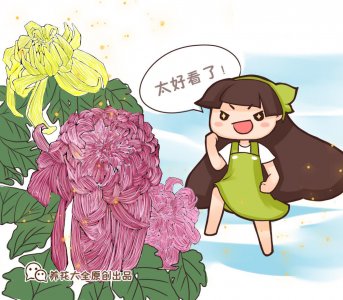​瓜叶菊是一年生还是多年生的（瓜叶菊开花后还能活吗）