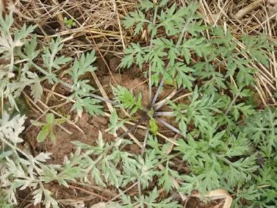 ​茵陈的副作用 茵陈泡水喝清热解毒又护肝？但提醒大家：这几类人却不适合多喝