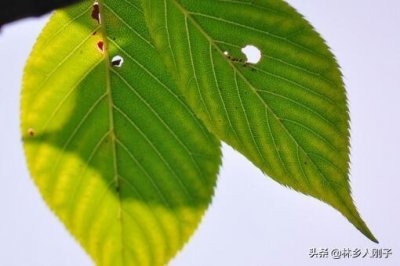 西瓜虫会咬人吗(西瓜虫怎么消灭掉)