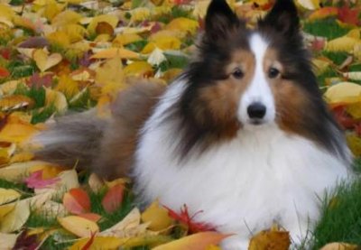 狗狗可以吃水煮蛋嘛狗狗一天能吃几个水煮蛋