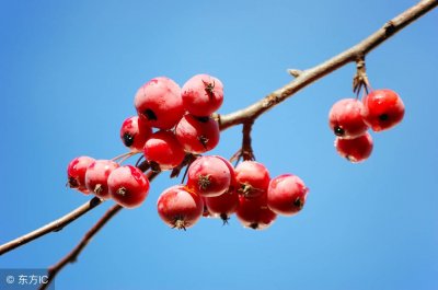 海棠果能吃吗 它有什么功效 海棠果的3种营养吃法 海棠吃了有什么好处?
