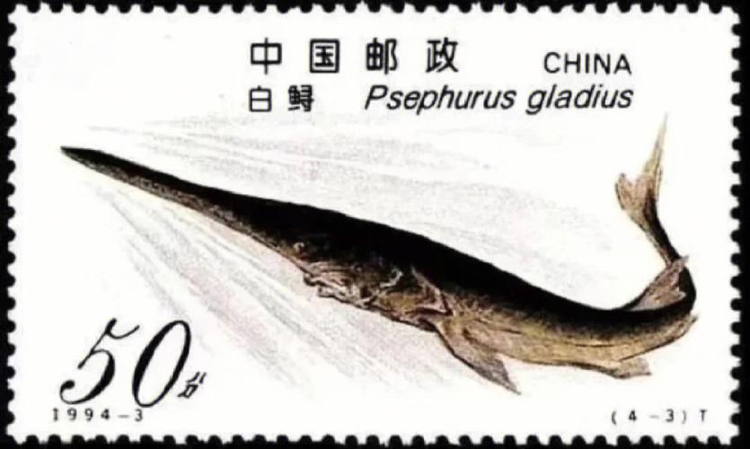 长江白鲟被宣布灭绝意味着什么（长江白鲟宣告灭绝）