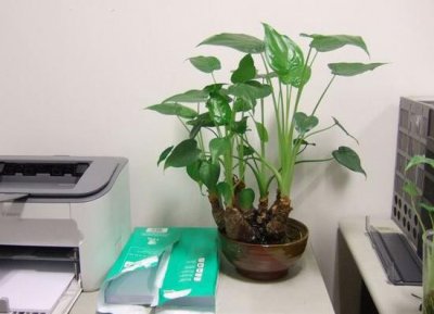 滴水观音长得太高了怎么修剪?