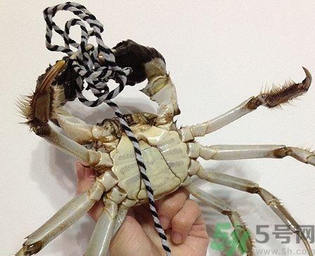 绑好的大闸蟹怎么清洗?绑好的螃蟹怎么洗? 绑好的大闸蟹怎么清洗?绑好的螃蟹怎么洗?