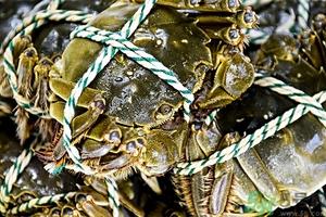 绑好的大闸蟹怎么清洗?绑好的螃蟹怎么洗? 绑好的大闸蟹怎么清洗?绑好的螃蟹怎么洗?