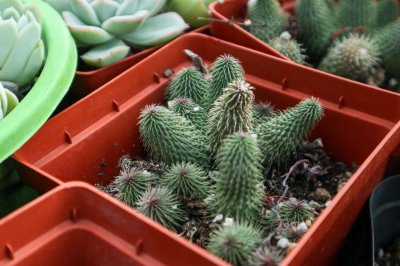 ​你家的多肉2厘米，他家的多肉12米，院子里都放不下！