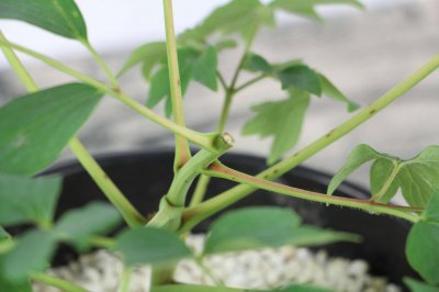 ​紫斑牡丹的养殖方法