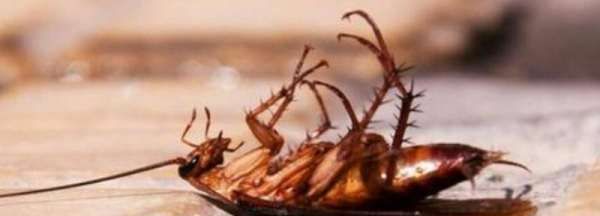 硼酸灭蟑螂的原理,硼砂加土豆真的可以灭蟑螂吗图4