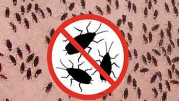 硼酸灭蟑螂的原理,硼砂加土豆真的可以灭蟑螂吗